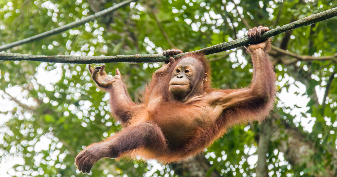 parc animalier